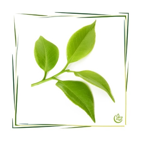 Hydrolat Grüner Tee zertifiziert BIO